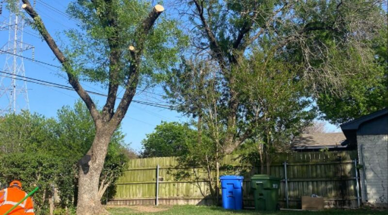 Waco tree removal services
